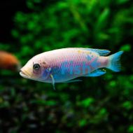Snow White Cichlid 