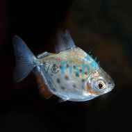 Spotted Metynnis Dwarf - Metynnis sp.aff maculatus