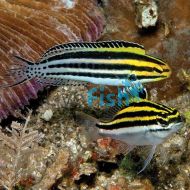 Striped Poison Fang Blenny - Meiacanthus grammistes 