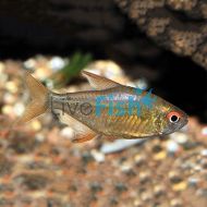 Lemon Tetra 