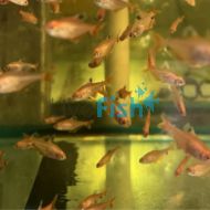 Super Serpae Tetra