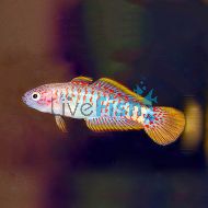 Peacock Gudgeon N.G