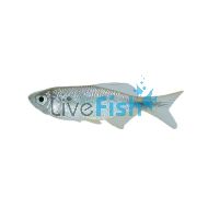 Spotted Danio