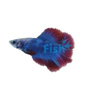Male S Betta HM Salamander 