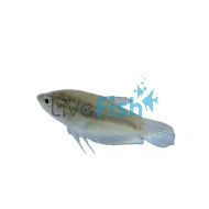 Sparkling Gourami 