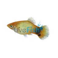 Mickey Mouse Sunset Platy 4cm

