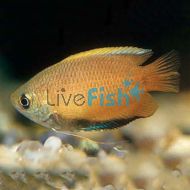 HONEY DWARF GOURAMI GOLDEN