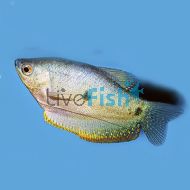 Blue Gourami - Three Spot