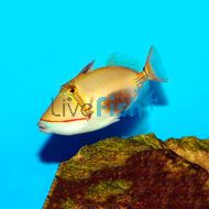 Triggerfish Blackbelly Medium