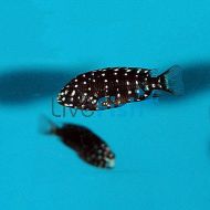 Maswa - Tropheus Duboisi 