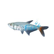 Glass Bloodfin Tetra