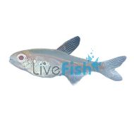Albino Glolite Tetra
