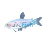Kerri Tetra Gold Blue Emperor