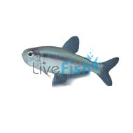 Blue Devil Tetra