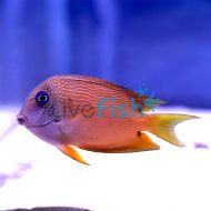 Two Spot Bristletooth Tang 