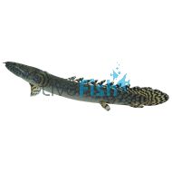 Ornate Bichir 