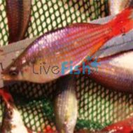 Rainbow Western Drysdale River