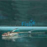 Whiptail Catfish
