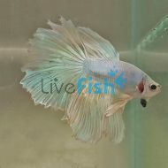 Assorted Male Select Halfmoon Rosetail