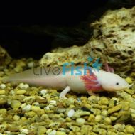 White Walking Fish (10-12cm)