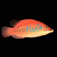 Wrasse Secretive