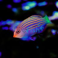 Wrasse Sixline - Small