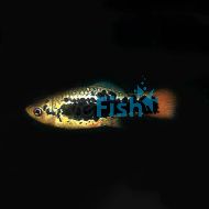 Hawaiian Variatus Platy