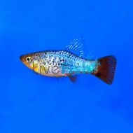 Assorted Variatus Platy