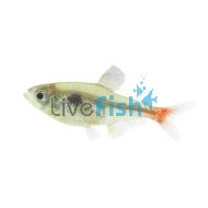 Yellow Phantom Tetra