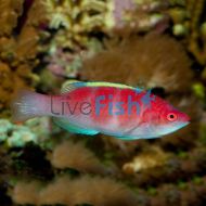 Yellow Fin Fairy Wrasse