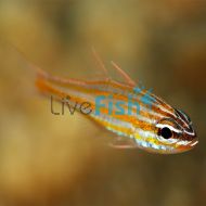 Yellow Striped Cardinalfish