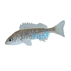 Silver Perch 7cm