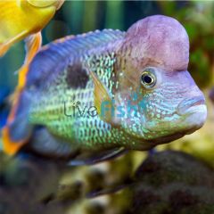 Aequidens Rivulatus Gold Saum 5cm
