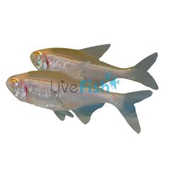 Albino Black Neon Tetra 3cm