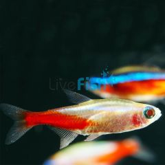 Albino Neon Tetra 2.5cm