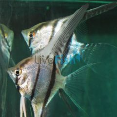 Altum Angelfish 4cm