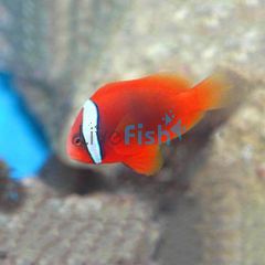 Clownfish Tomato - Medium