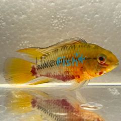 Apistogramma Hongsloi 3cm