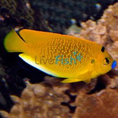Angelfish Threespot Wild - Medium