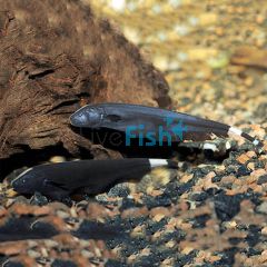 Black Ghost Knife Fish 6cm