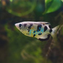 Archer Fish - Brackish 5cm