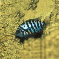 Convict Cichlid 3.5cm