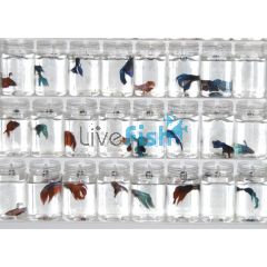 Assorted Male Fighter 6cm