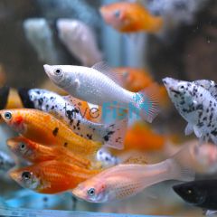 Assorted Molly 4cm