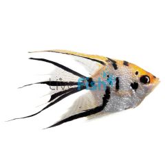 Assorted Veiltail Angelfish 6cm