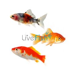 Assorted Comet Small 4-6cm