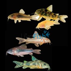 Assorted Coldwater Corydoras 3.5cm