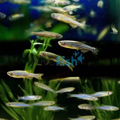 100x Assorted Danio 3-4cm