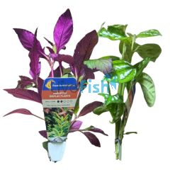 Assorted Display Plants - Temporary Aquatic - Bunch