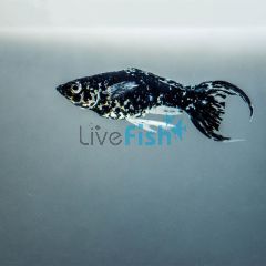 Assorted L.T Mini Molly 3.5cm